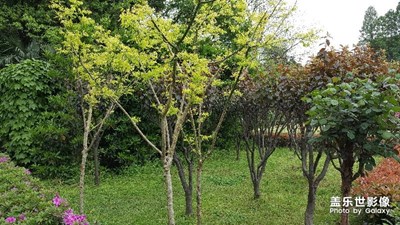 好春處處是美景