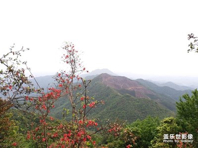 山頂 杜鵑花