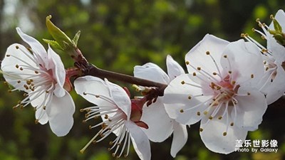 桃花春色暖先開，明媚誰人不看來。