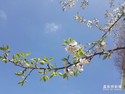 烏魯木齊的杏花開了