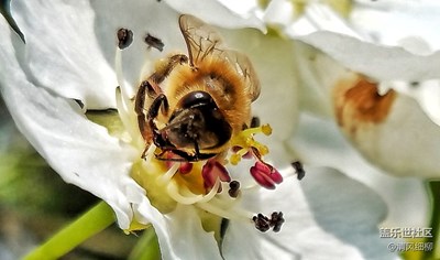 多彩的春天——紀(jì)念三星S7edge一年旗艦堅挺