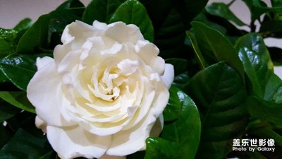 枝子花