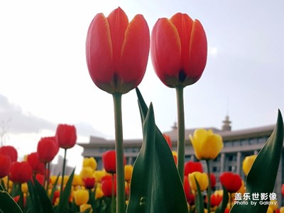 路邊隨拍郁金香……烏魯木齊南湖廣場