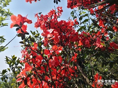 望軍山上 杜鵑紅