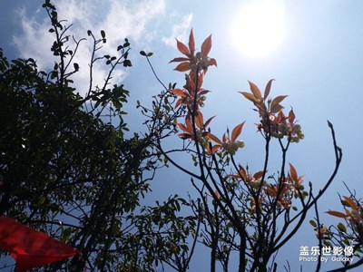 金鐘花
