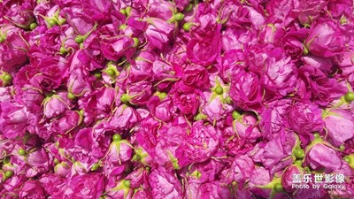 花兒