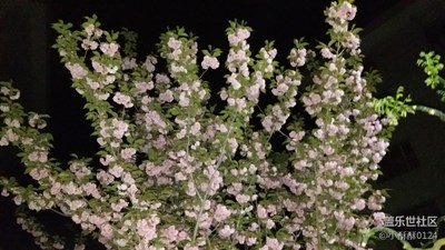 夜，半屏花香