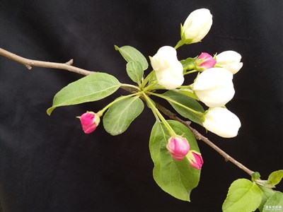 一路旅行一路曬+北京+花兒朵朵