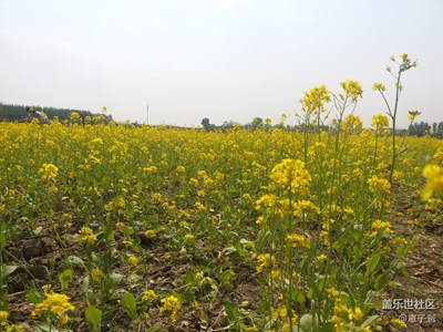 海淀上莊油菜花海