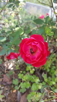 一路旅行一路曬+全南+最愛(ài)野玫瑰