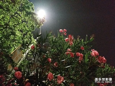 路燈下