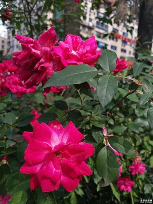花癡