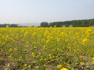 一句旅行一路曬+北京+萬(wàn)畝油菜花