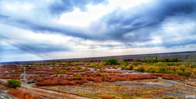 一路旅行一路曬+哈密+戈壁上的杏花林，駱駝刺