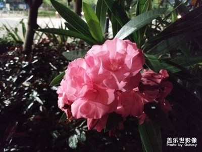 夾竹桃