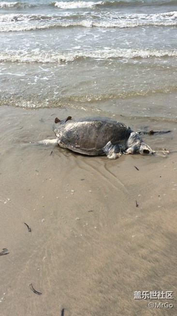 海邊沖來個這東西，有3歲小孩那么長
