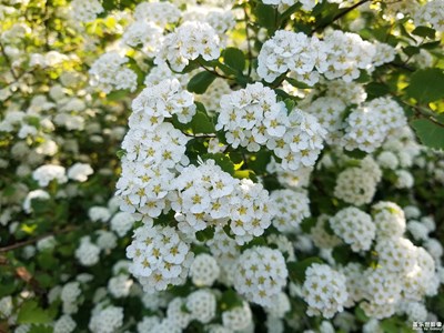 一路旅行一路曬+合肥市+春游蜀山