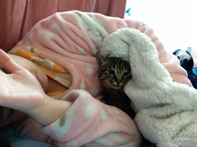 一路旅行一路曬+上海+家有萌寵