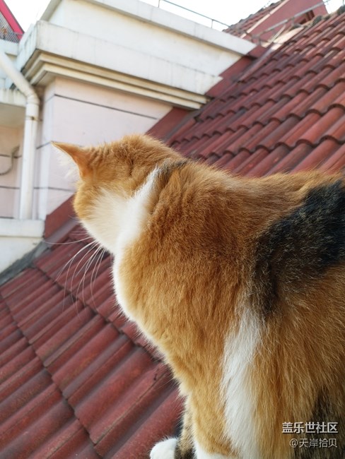 一路旅行一路曬+上海+家有萌寵