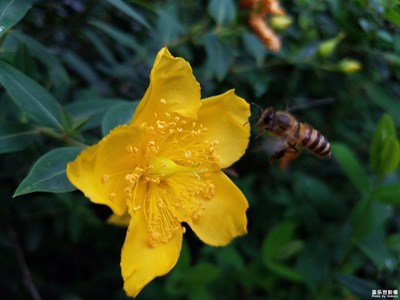 【S7edge拍攝】花間飛舞