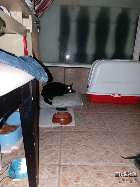 一路旅行一路曬+上海+家有萌寵