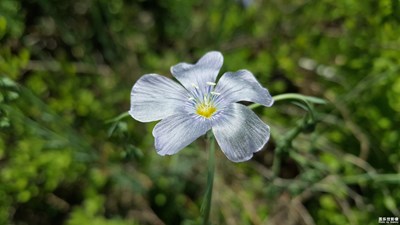 《初夏風(fēng)情畫》+烏魯木齊+亂花漸欲迷人眼，淺草才能末馬蹄。