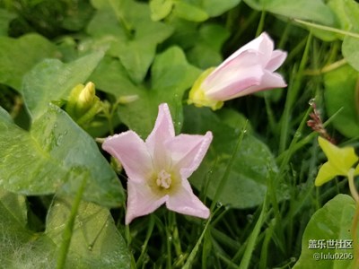 帶著露珠的小花