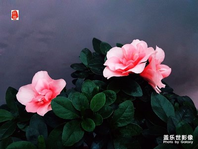 《初夏風(fēng)情畫(huà)》+烏魯木齊市+植物園杜鵑花展