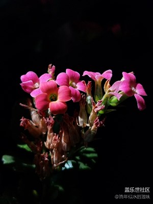 《初夏風(fēng)情畫》+沈陽+夏花初放