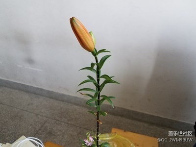 一朵的花生命歷程