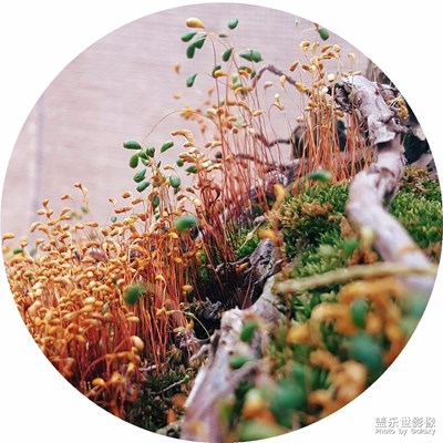 微距下的護(hù)盆草……微觀有微觀的精彩！