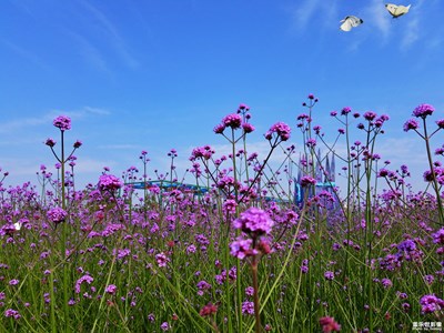 初夏風情畫+溫州+花花世界