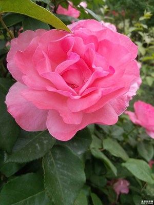 《初夏風(fēng)情畫》+濰坊+五月的鮮花