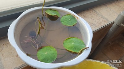 小荷
