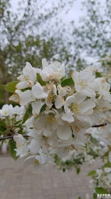 丁香花和沙果花