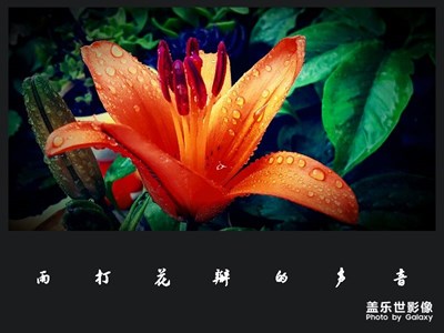 雨打花瓣的聲音