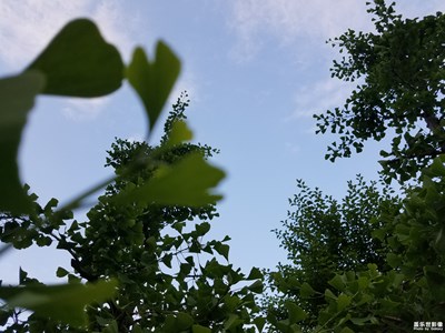 今天上班，走在小區(qū)里的鏡頭(求指正)