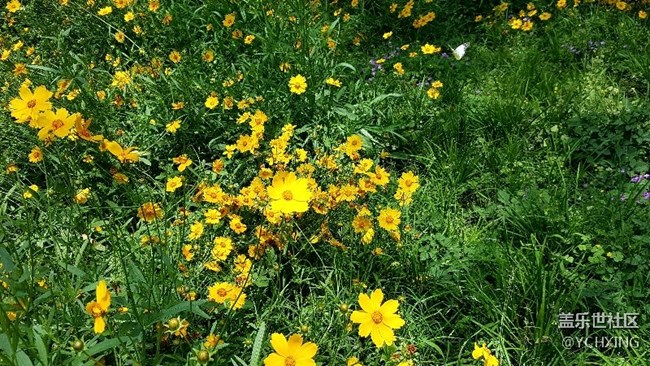 急啥子嘛！  看看花壓壓驚