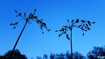 下班途經(jīng)公園隨拍