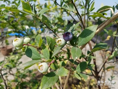 藍(lán)莓慢慢的可以吃了