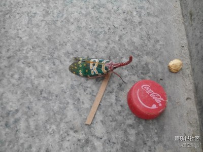 這個動物叫什么？