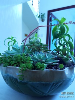 多肉長(zhǎng)大了