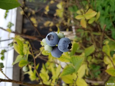 今年的藍(lán)莓結(jié)的好，個(gè)大