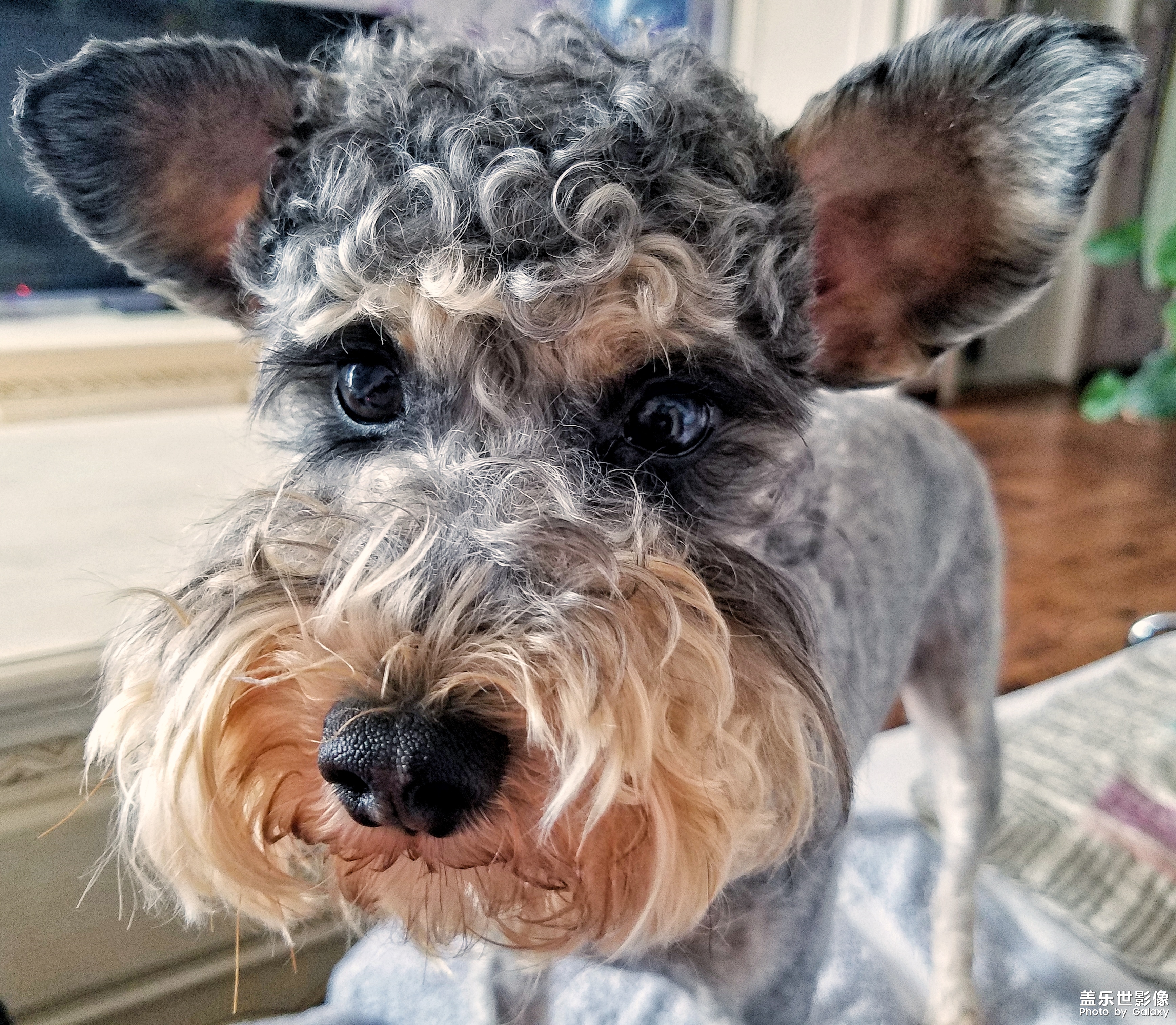 【三星蓋樂世 S7】又見啦啦