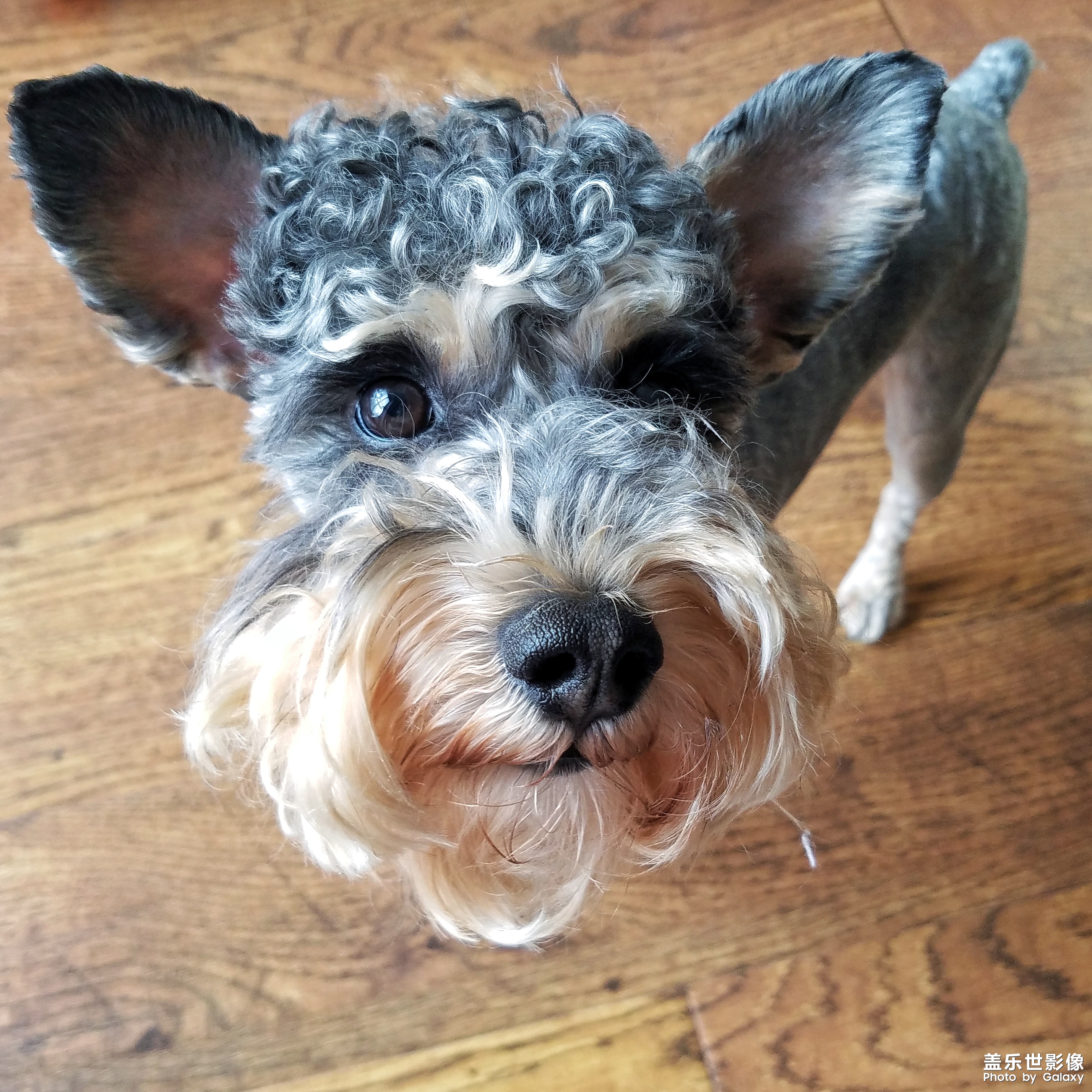 【三星蓋樂世 S7】又見啦啦