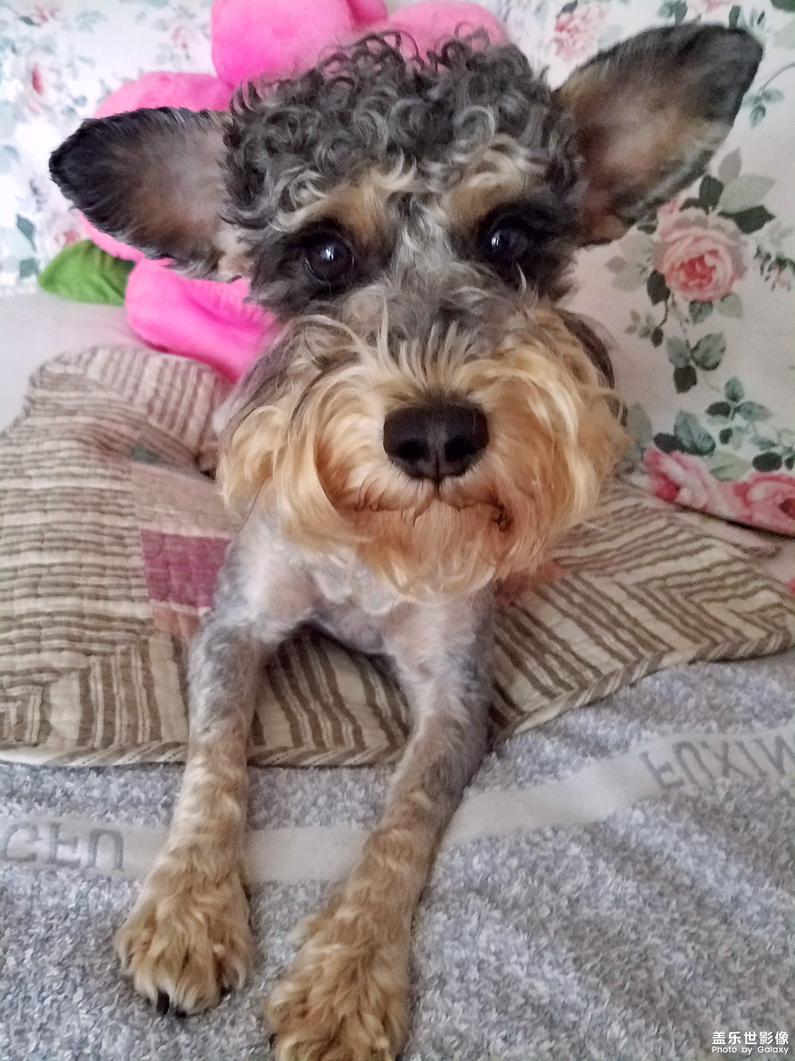 【三星蓋樂世 S7】又見啦啦