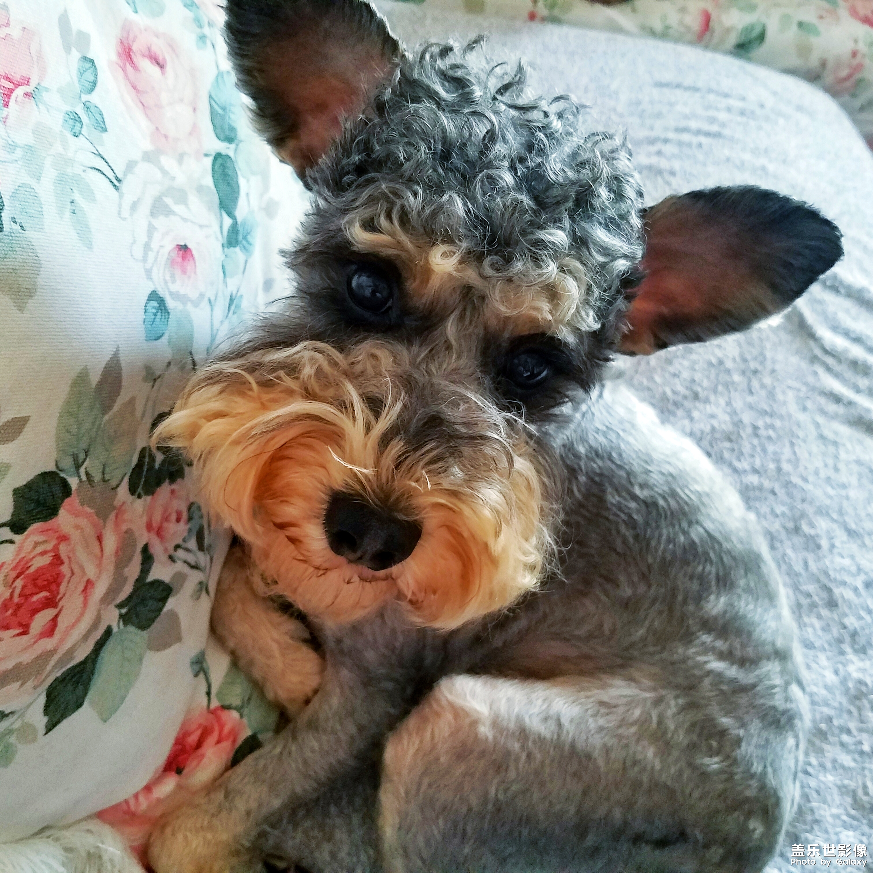 【三星蓋樂世 S7】又見啦啦