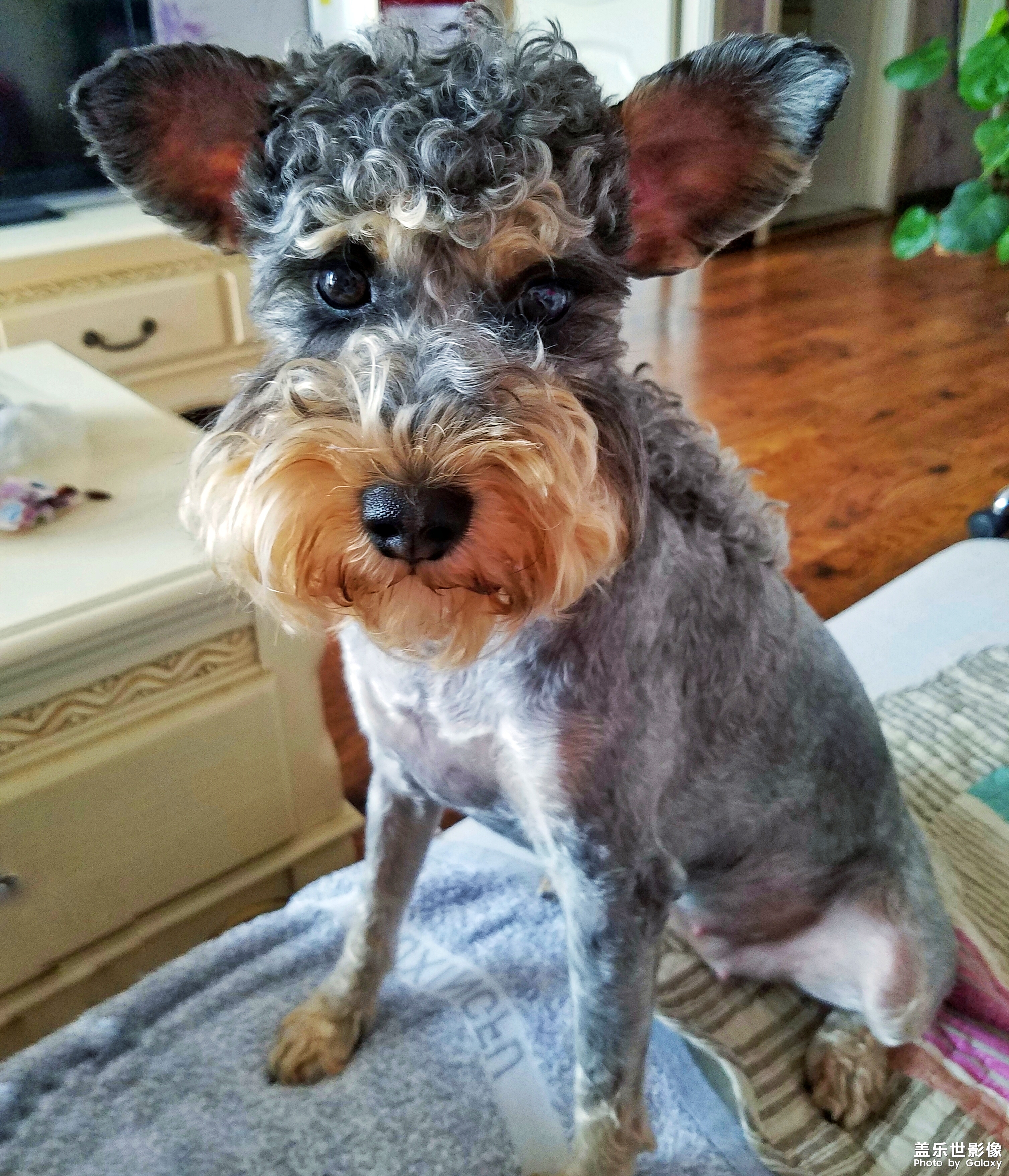 【三星蓋樂世 S7】又見啦啦