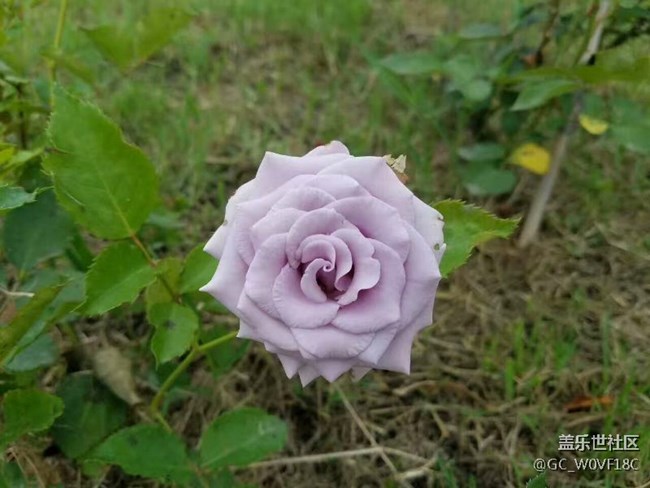 D~L:帶上你的S8，我在大理等你！