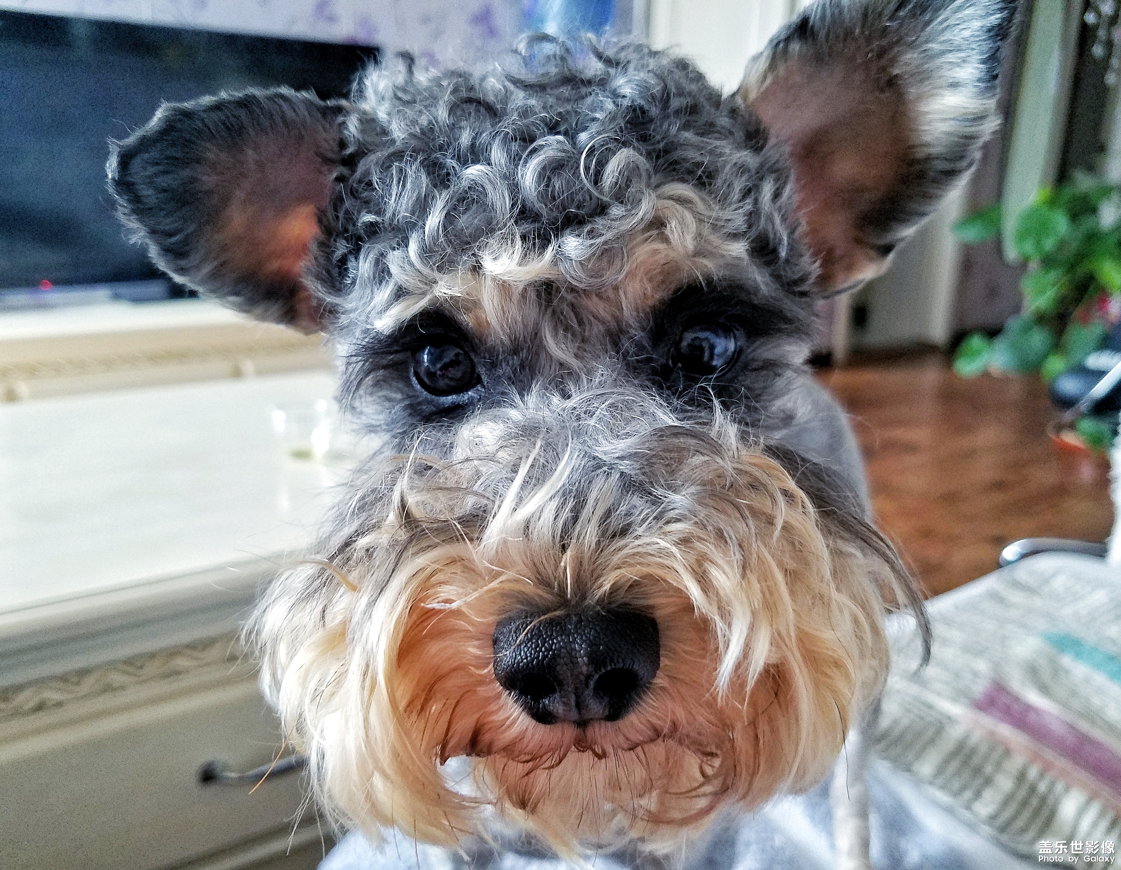 【三星蓋樂世 S7】又見啦啦